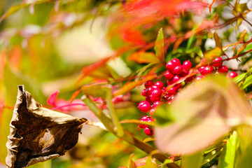 散歩の途中で見つけた深まる秋の風景