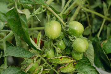An oval-shaped, unripe green tomato covered in water drops, highlighted against a light, diffused background.