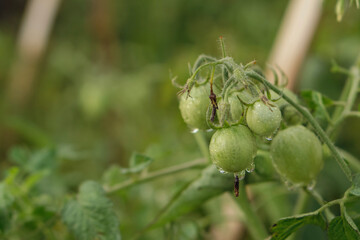 A focus stack image of a single green tomato emphasizing the fine hairs (trichomes) on the stem and vine.