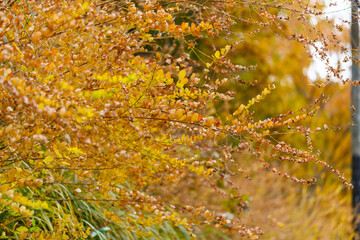 散歩の途中で見つけた深まる秋の風景