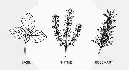 Basil, thyme, rosemary herbs outline botanical study © Pandaman1102