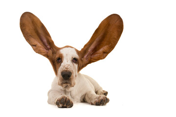 Funny english basset lying down with its big ears held up