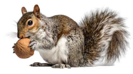 A squirrel meticulously cracking open a hard nut with its strong teeth, focused on the task, a clear display of its foraging prowess, isolated on a Transparent background