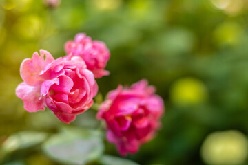 Close-up of vibrant pink garden roses (Rosa spp.) in full bloom with velvety petals and soft bokeh. Warm golden sunlight filters through lush green foliage, creating a dreamy summer floral background