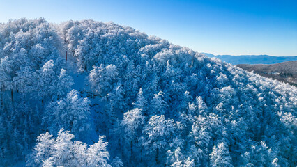 Snowy Mountain Forest