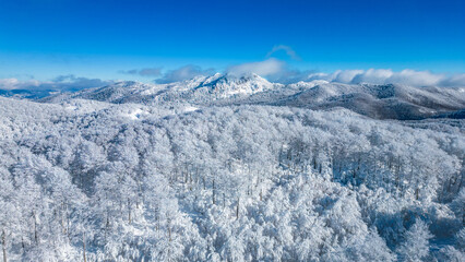 Frozen Forest Peaks, Croatia