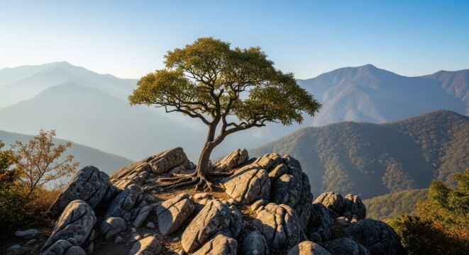 Majestic solitary tree on a mountain peak with misty range view
