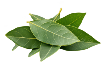 Fresh green bay laurel leaves pile, culinary herb ingredient, aromatic spice, cooking flavor isolated on transparent background