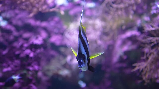 Close up of an anglefish swimming around  a coral reef underwater.