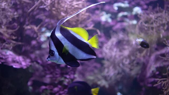 Close up of an angelfish swimming around  a coral reef underwater.