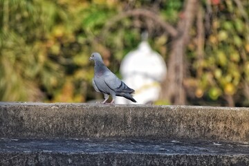 Fototapeta premium pigeon on a fence