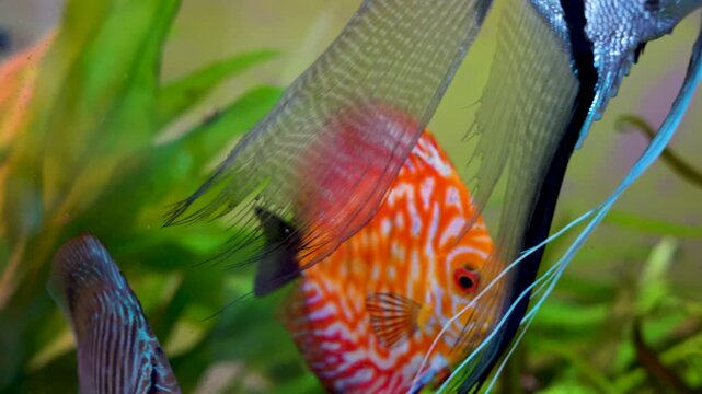 Aquarium with angelfish and discus, Bright fish discus swim in the aquarium