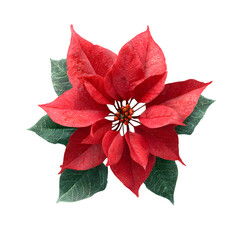 Vibrant Red Poinsettia & Lush Green Leaves Per 265a65ce-2b1f-4fb7-a3fa-a727462a907a 2 Nobg