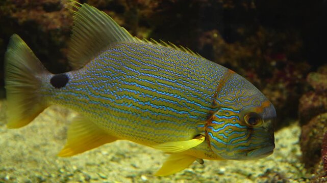 Close up of a yellow and turquoise sail fin snapper swimming around  a coral reef underwater.