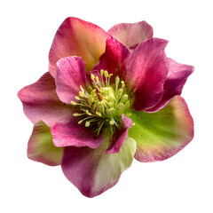 Close-up of Vibrant Pink and Green Hellebore Flower