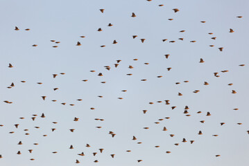 Red-billed Quelea (Quelea quelea) flock in flight. Taken in Kruger National Park, South Africa.