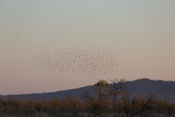 Red-billed Quelea (Quelea quelea) flock in flight. Taken in Kruger National Park, South Africa.