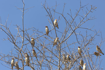 Red-billed Quelea (Quelea quelea) perched in tree. Taken in Kruger National Park, South Africa.