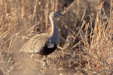 Red-crested Korhaan (Lophotis ruficrista). Taken in Kruger National Park, South Africa.
