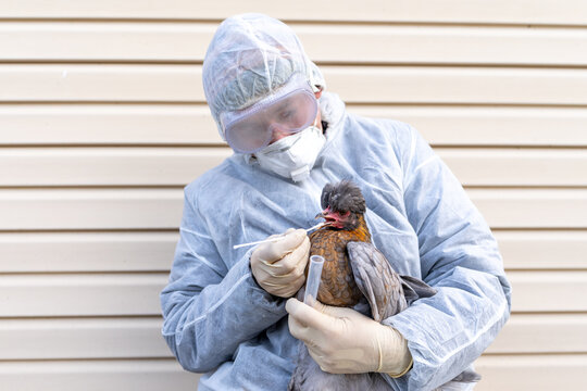 Veterinary lab specialist holding a chicken while performing a scientific avian pathogen swab during active poultry virus outbreak diagnostics.