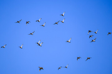 flock of ducks flying in sky