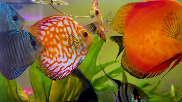 Aquarium with angelfish and discus, Bright fish discus swim in the aquarium
