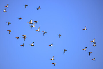 Fototapeta premium flock of ducks flying in sky