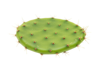 Isolated prickly pear cactus pad, green with small spines, smooth texture and oval shape