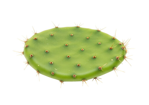 Isolated prickly pear cactus pad, green with small spines, smooth texture and oval shape