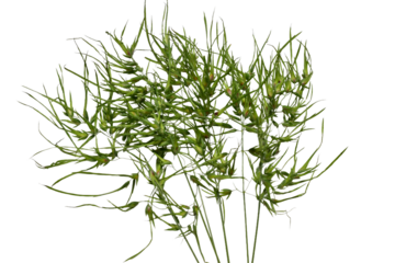 A branch of Nayas guadalupiensis, a plant known as guppy grass, lies on a white background.