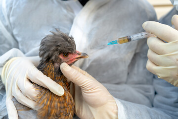 Close-up of a chicken and a syringe with medicine, illustrating treatment of avian diseases, including avian influenza, and overall poultry health care.
