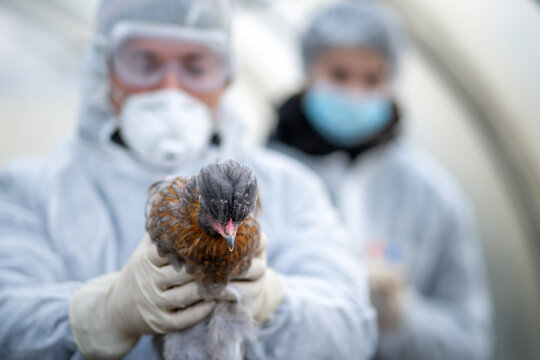 Scientists conduct diagnostic tests on chickens, examining samples for dangerous avian viruses and monitoring the spread of infectious poultry diseases.