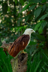 A white-bellied sea eagle perches on a tree branch at a zoo on Lombok Island, Indonesia, on a bright, cool morning.