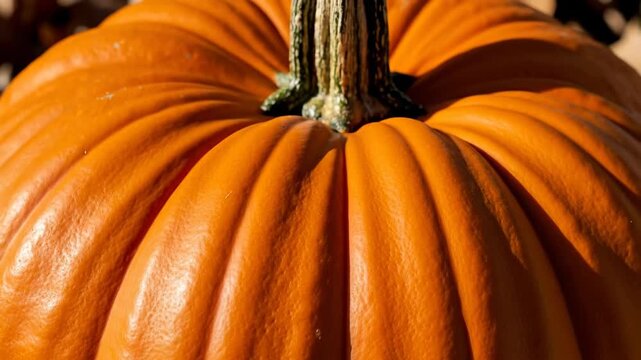 Closeup pumpkin rotation: detailed surface textures and autumn harvest colors