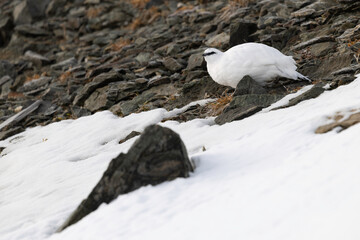 Rock Ptarmigan in Winter Plumage Blending with Snow