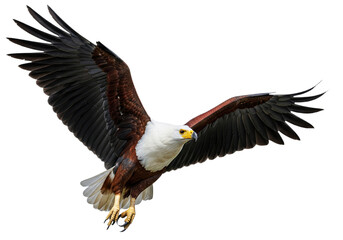 Eagle with transparent PNG background