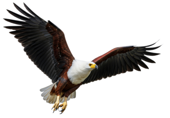 Eagle with transparent PNG background