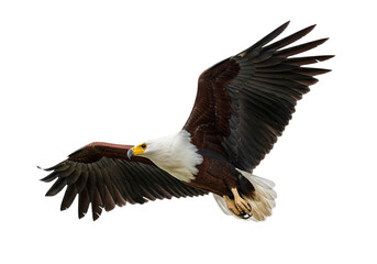 Eagle with transparent PNG background