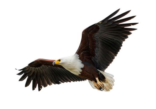Eagle with transparent PNG background