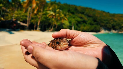 Kwebang Lampas, Pagbilao, Philippines - April 17, 2025: A small puffer fish being gently held by a person with a tropical beach in the background.