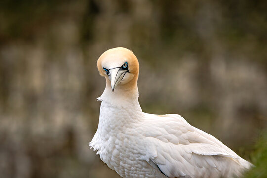 Single gannet looking down the camera lend