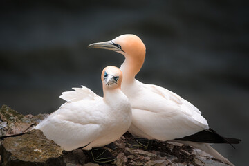 Obraz premium A pair of gannets on the cliffs during breeding season 