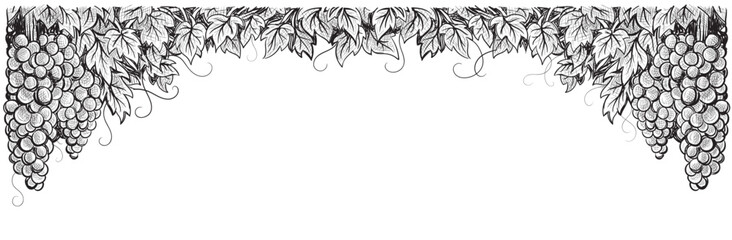 Grapes vineyard, grapevine black and white vector illustration. Thin sketch style vine branches leaves. Wine labels design, branding border hand drawn decorative.