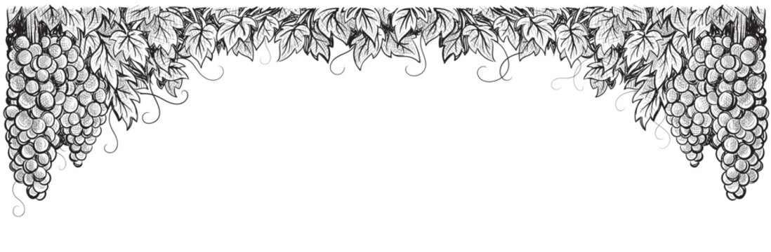 Grapes vineyard, grapevine black and white vector illustration. Thin sketch style vine branches leaves. Wine labels design, branding border hand drawn decorative.