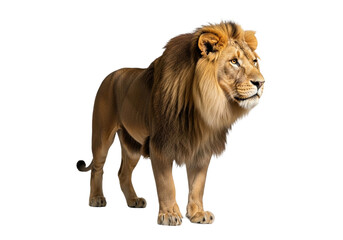 Side view of a Lion walking, looking at the camera, Panthera Leo, 10 years old, isolated on a white transparent background