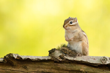 Siberian ground squirrel on a branch with a natural background