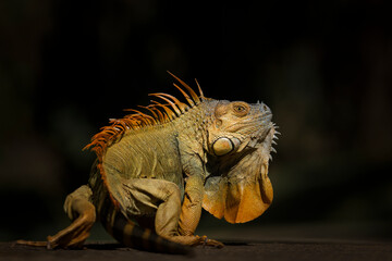 Orange male iguana seen form the side trying to impress