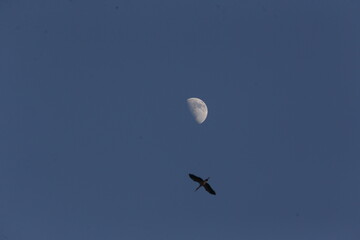 A stork fly past a moon during a sunset in Nakhon Sawan province, north of Bangkok on November 29, 2025.