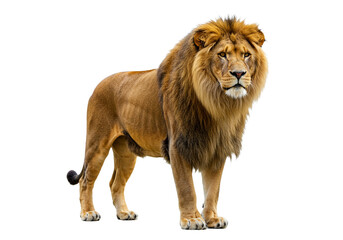 Side view of a Lion walking, looking at the camera, Panthera Leo, 10 years old, isolated on a white transparent background