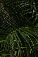 Serra Grande Bahia Authentic Tropical Landscapes Sea Coconut Trees Blue,Authentic landscape photography from Bahia, Brazil featuring the tropical beauty of Itacaré beaches with deep blue ocean